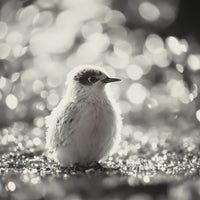 Premium Studio Photography