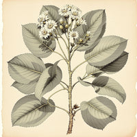 Vintage Botanical Engraving